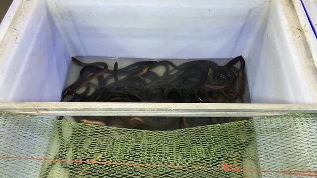 Live Water Snakes Eels Squirming & Moving in Water Container at Open Street Food Market in Bangkok Thailand. Exotic Hagfish Delicacy Meal, Asian Cuisine & Culinary Culture	