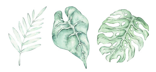 A set of watercolor tropical leaves. Illustrations of monstera leaves, palm leaves, twigs, and leaves. Hand-drawn botanical illustrations featuring tropical exotic plants. © Yana