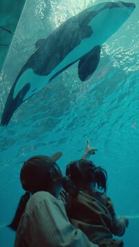 Silhouette of Asian mother and little daughter looking at killer whales swimming underwater in aquarium, happy family enjoying orca whale show on summer vacation travel, marine life learning