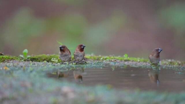 Scaly-breasted Munia (Lonchura punctulata) bird in pond.