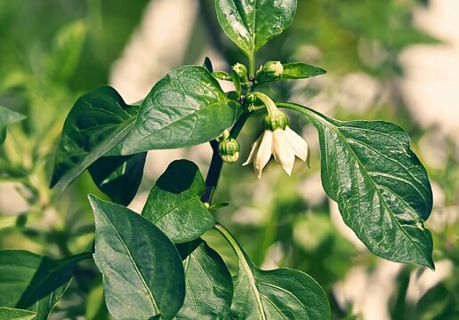 Pflanze, Bl&uuml;te, Paprika, gr&uuml;n