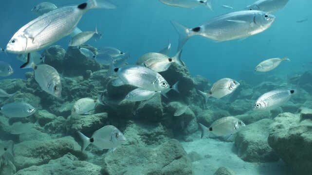 underwater fish scenery from mediterranean  sea breams ocean scenery underwater landscape seabreams  Diplodus sargus