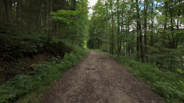 POV walking along a shaded dirt road cutting through a dense green forest