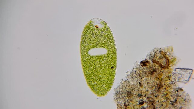 Paramecium bursaria under light microscope, ciliate protist with symbiotic green algae. 