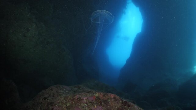 jellyfish at an underwater cave