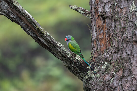 Derbyan parakeet male sitting on a branch of tree. Derbyan parakeets (Psittacula derbiana) are highly distinct, intelligent parrot native to the Himalayan and coniferous forests of China and India.  