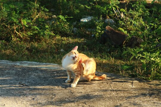 A cat with predominantly orange and white fur is seen scratching its neck or ears with its hind leg.