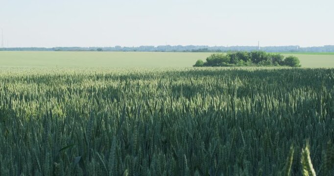 Green wheat field panning with light and shadow texture under summer sun, agricultural land asset and farming economy wide shot