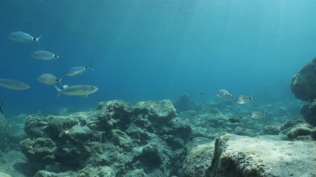 underwater fish scenery from mediterranean  sea breams ocean scenery underwater landscape seabreams  Diplodus sargus