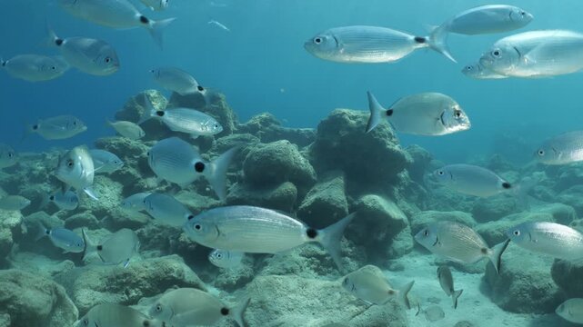 underwater fish scenery from mediterranean  sea breams ocean scenery underwater landscape seabreams  Diplodus sargus