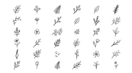 Fototapeta premium Collection of various botanical line drawings