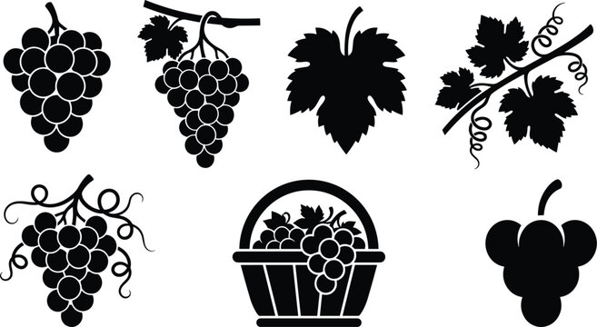 Grape and Vine Silhouette Icon Set with Bunch, Leaves, Basket, Tendrils, and Vineyard Elements for Food, Wine, and Botanical Graphic Designs