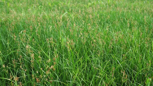 Real speed recording features Cyperus rotundus or Nut Grass waving continuously in field breeze. High angle composition delivers sharp visual clarity and rich natural green hues throughout.