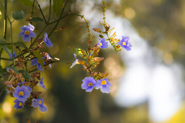 Belles petites fleurs de couleur bleu et mauve sur fond avec bokehs orange lumineux © Joachim Beauvilain