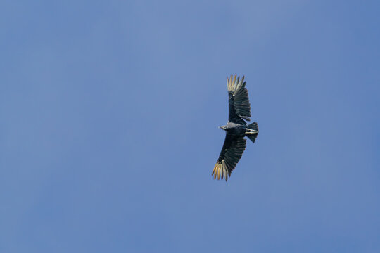 Vautour urubu noir en vol aux ailes d&eacute;ploy&eacute;es vu de dessous sur un fond de ciel bleu