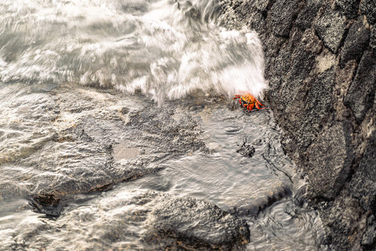Petit crabe orange des Galapagos recouvert par une grosse vague