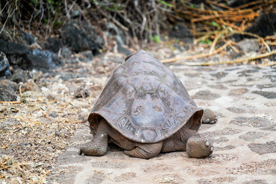 Tortue g&eacute;ante des Galapagos en Equateur avec sa carapace vue de dos