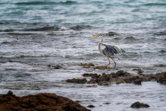 Grand h&eacute;ron p&ecirc;che au milieu des rochers battus par les vagues aux Galapagos
