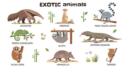 Fototapeta premium Colorful vector illustration set featuring various exotic animals like anteaters meerkats lemurs sloths and armadillos design