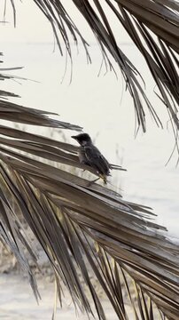 Uqair beach in Ahsa city Saudi Arabia 