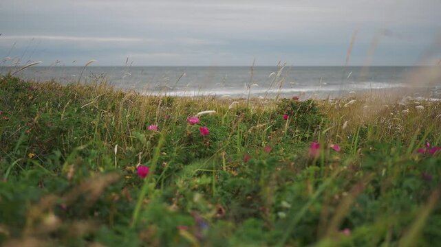 Coastline Where Rugosa Roses Bloom