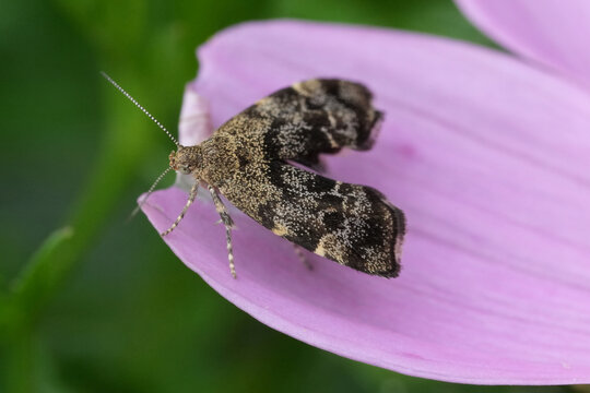 Closeup on a small European Nettle-tap moth, Anthophila fabriciana on a pink flower in the garden