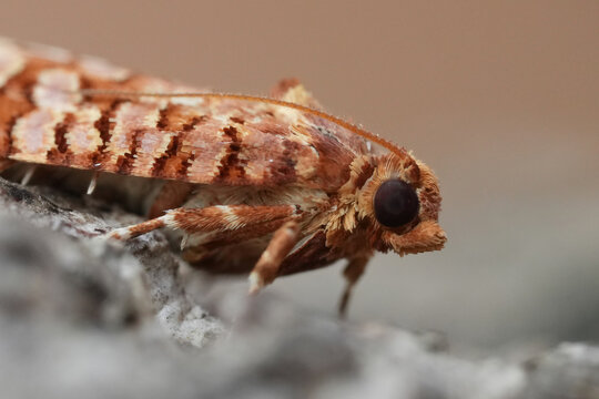 Extreme closeup on a Orange Pine Tortrix, Lozotaeniodes formosana on a piece of wood