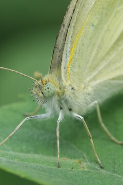 Extreme closeup on the head of a Green-veined white butterfly, Pieris napi on a green leaf