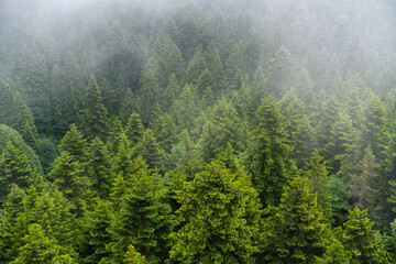 Misty evergreen forest canopy viewed from above with dense green trees disappearing into fog © k_samurkas