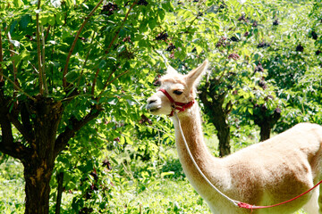 Fototapeta premium Cria Alpaca (Lama pacos) in green outdoor setting