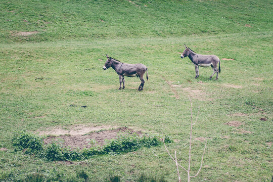 Two donkeys (Equus africanus asinus) on a grassy pasture