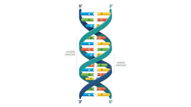 DNA Double Helix Structure with Nucleobases and Grooves - Scientific Illustration