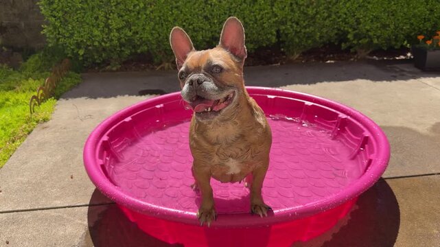 A cute French bulldog cooling off in a pink child's pool on a patio, on a hot summer day.