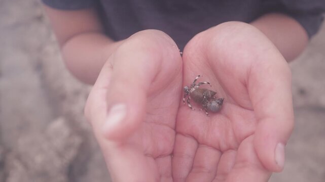 Small hermit crabs in child hands, walking crawling with display of claw, legs and pinchers . Close up of cute tiny exotic crustacean shellfish creatures