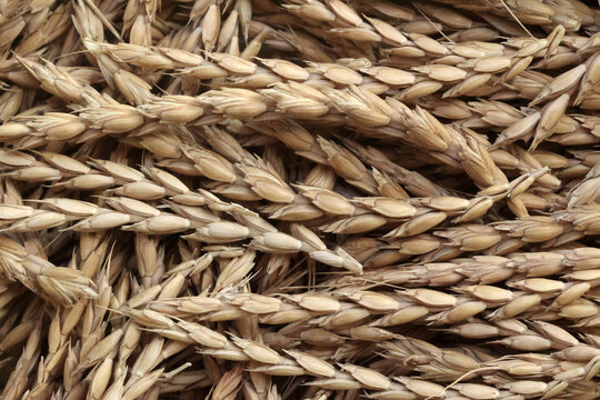 Harvested Golden Emmer Grain Ears