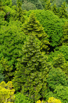 Misty evergreen forest canopy viewed from above with dense green trees disappearing into fog
