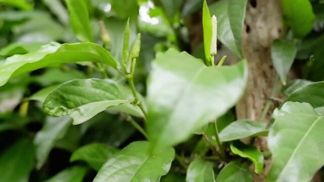 A close-up panning shot of fresh green long pepper (Piper retrofractum) flower spikes and leaves climbing on a tree trunk.
