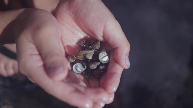 Many small hermit crabs in child hands, walks crawls with display of claw, legs and pinchers . Close up of cute tiny exotic crustacean shellfish creatures