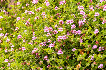 Obraz premium Flora en La Corujera, Tenerife.