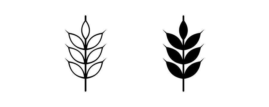 Minimalist outline and solid filled wheat plant icon set, black and white botanical vector design for agriculture, farming, eco branding logos