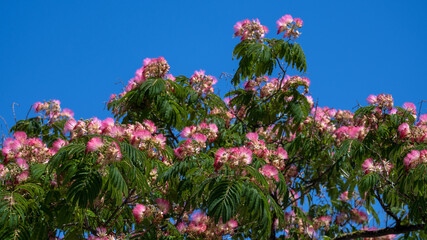 Arbre à soie en fleurs © PPJ