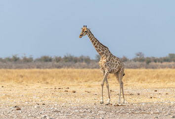 Giraffe in Etosha National Park, Namibia, Africa © dvlcom