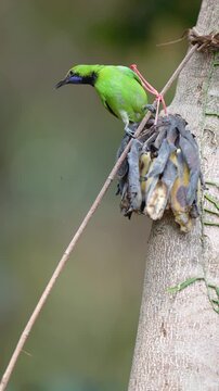 Golden-fronted leafbird (Chloropsis aurifrons) bird is eating a banana.