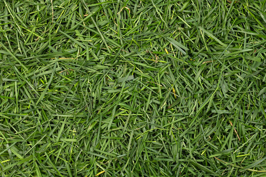 Fresh grass clippings close up,  top view