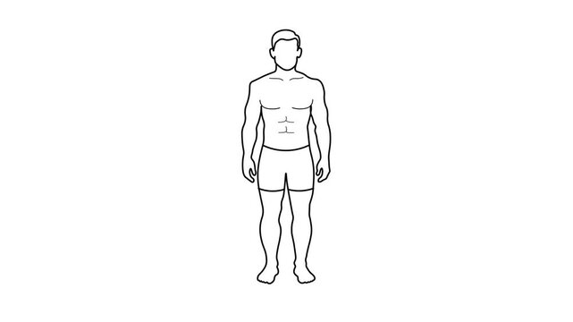 Body Transformation From Obesity To Fit Healthy Male Outline Animation.  Overweight Man Gradually Becoming Lean, Clean Motion Graphic. Weight Loss, Fitness Progress, and Physical Change 