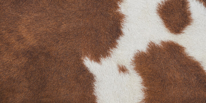 Brown and white cowhide texture close up fur pattern with irregular patches cow skin animal