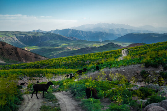 View of sheep grazing on a grassy mountain slope with a dirt path, wildflowers, and distant peaks in Pop District, Namangan Region, Uzbekistan.