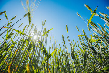 Naklejka premium Green wheat field with tall stalks reaching towards a clear blue sky, sunlight filtering through the plants creating a vibrant agricultural landscape