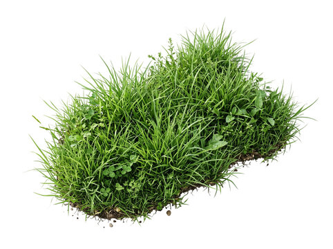 Vibrant natural green grass patch featuring long blades and small clover leaves with rich soil texture clumps isolated for landscape design projects presented in a high quality view on transparent bac