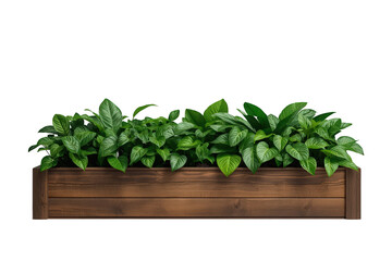 Fototapeta premium Green plants growing in long wooden planter box, adding natural decor and fresh foliage with transparent background